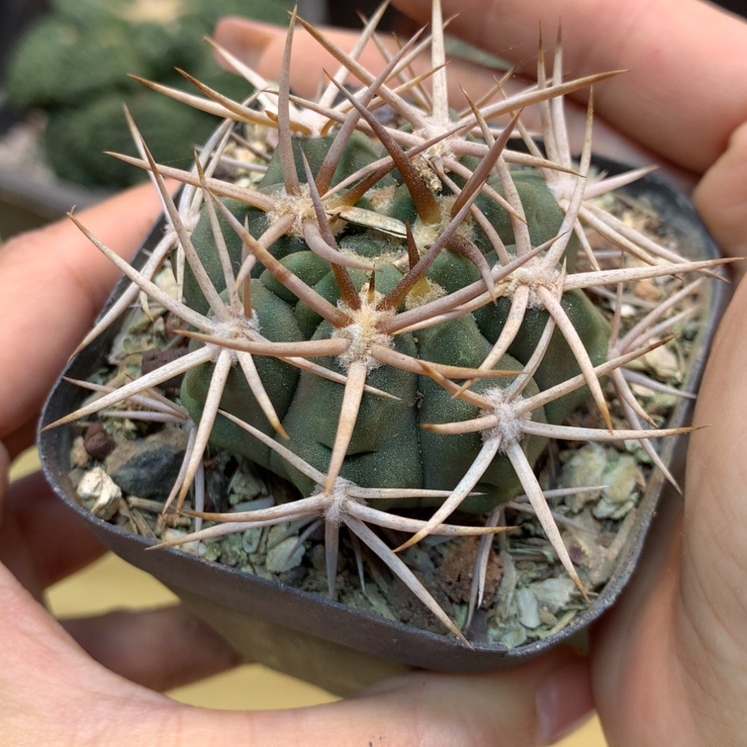        实生 强刺碧岩玉6.5公分起发 