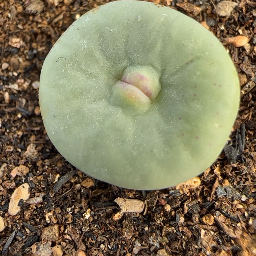 多肉植物1968嘟嘟嘴优选156号