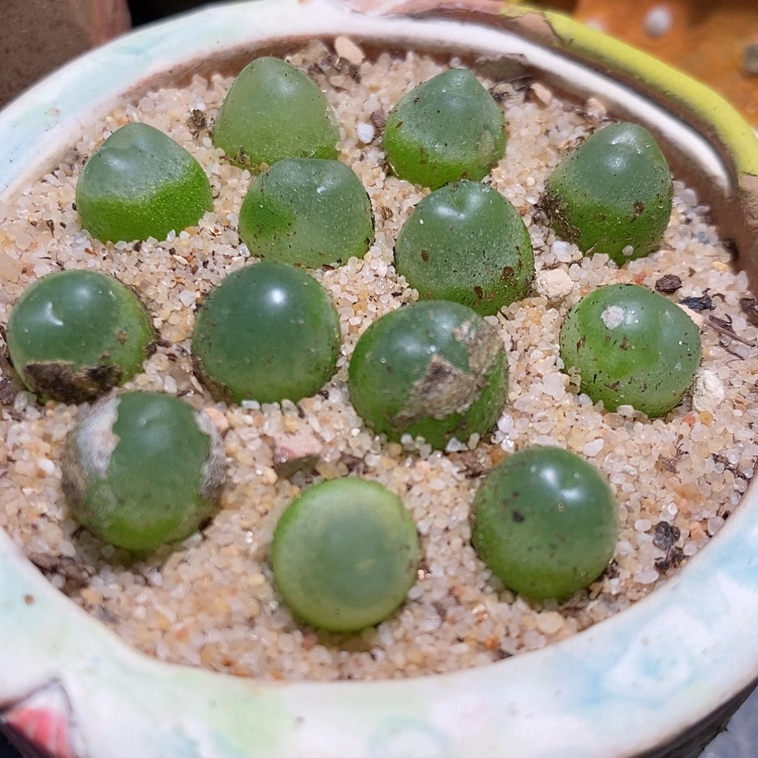 紫皮拉登一颗。        