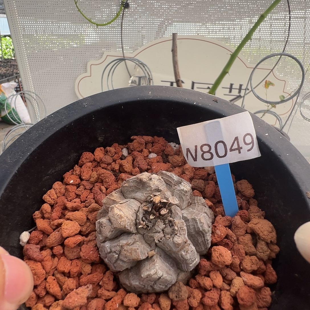 多肉植物专拍 一物一拍 南非龟甲龙8049