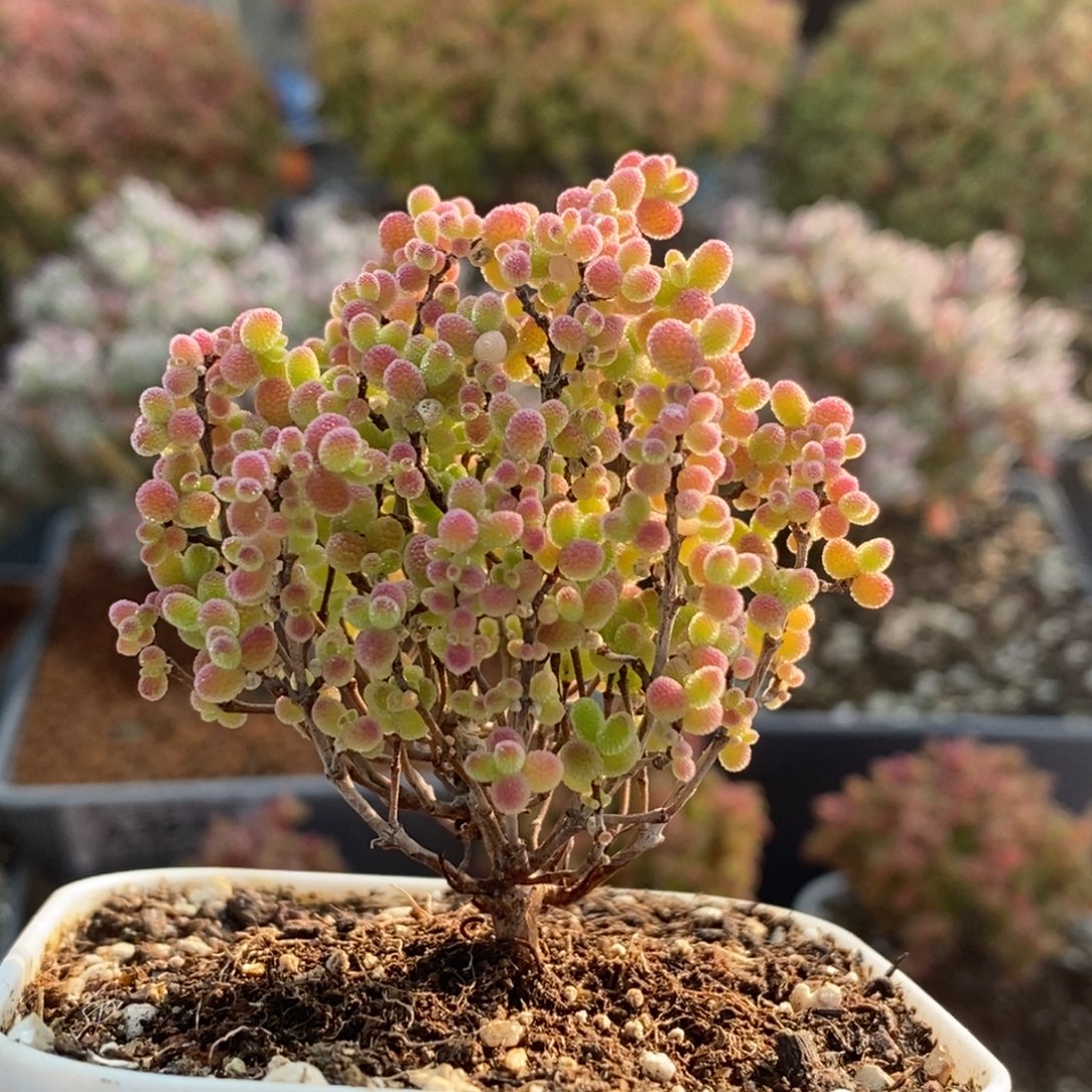 蜜橘糖球3750枝干番杏