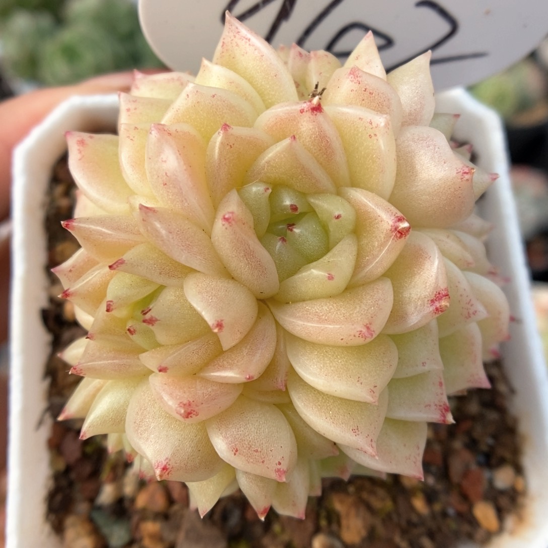 橘柚麦秆群生942号。