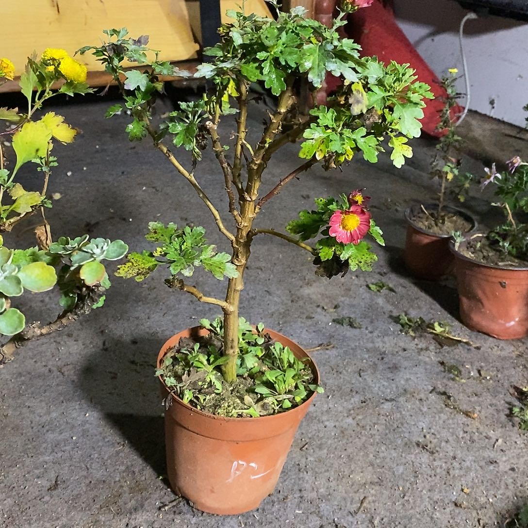 懒***了完全开放菊花菊花