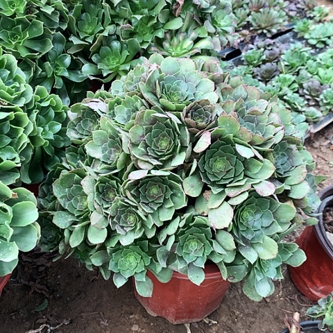 万胜玫瑰玫瑰玫瑰