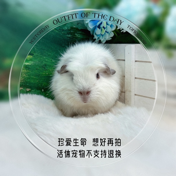 冠加州弟弟 荷兰猪 豚鼠 包邮包风险