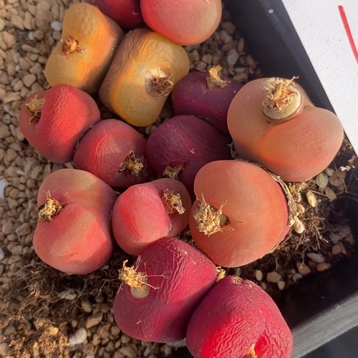 1552一组一组一组