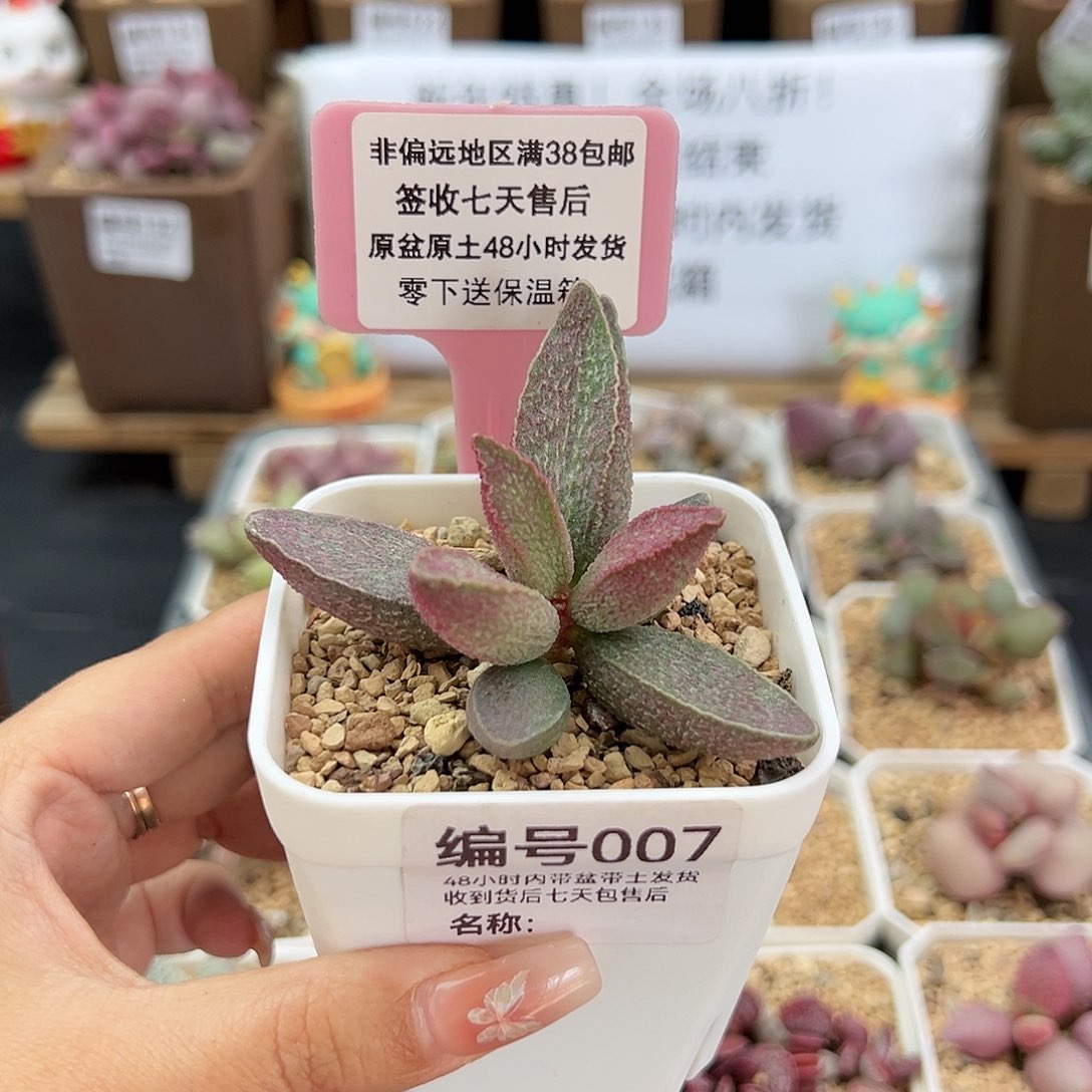 007粉红小猪多肉植物