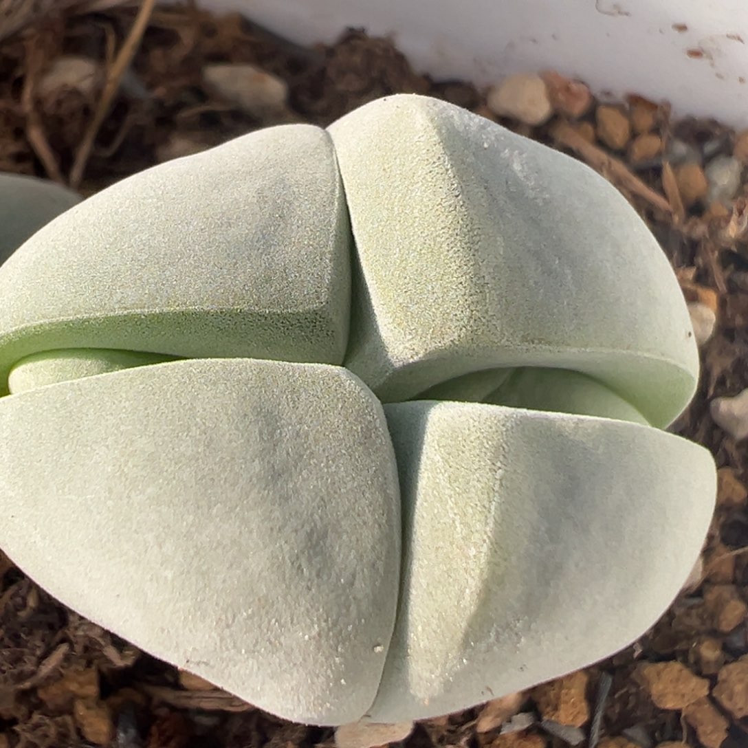 77多肉植物百科名片