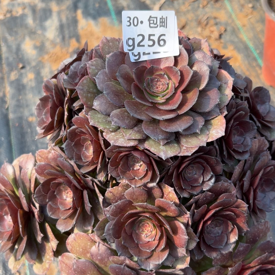 256红太阳多肉法师