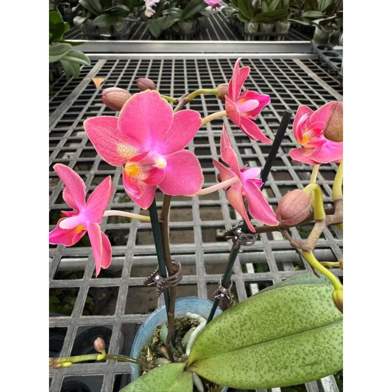 蝴蝶兰【七里香】昆明直发