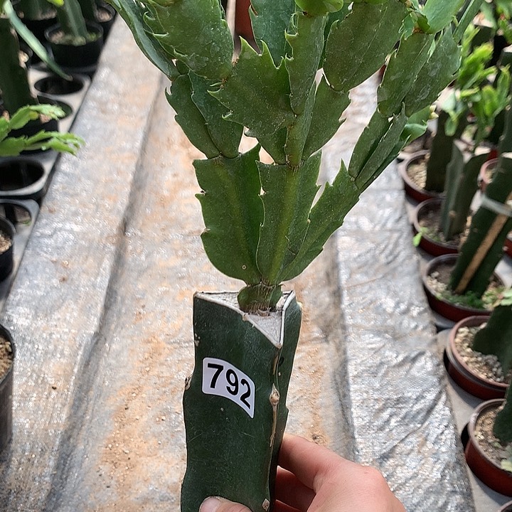 792嫁接蟹爪兰：粉色大花