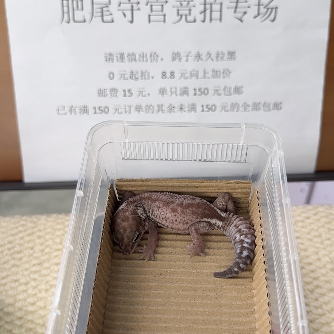 肥尾守宫奥利奥无纹 妹妹