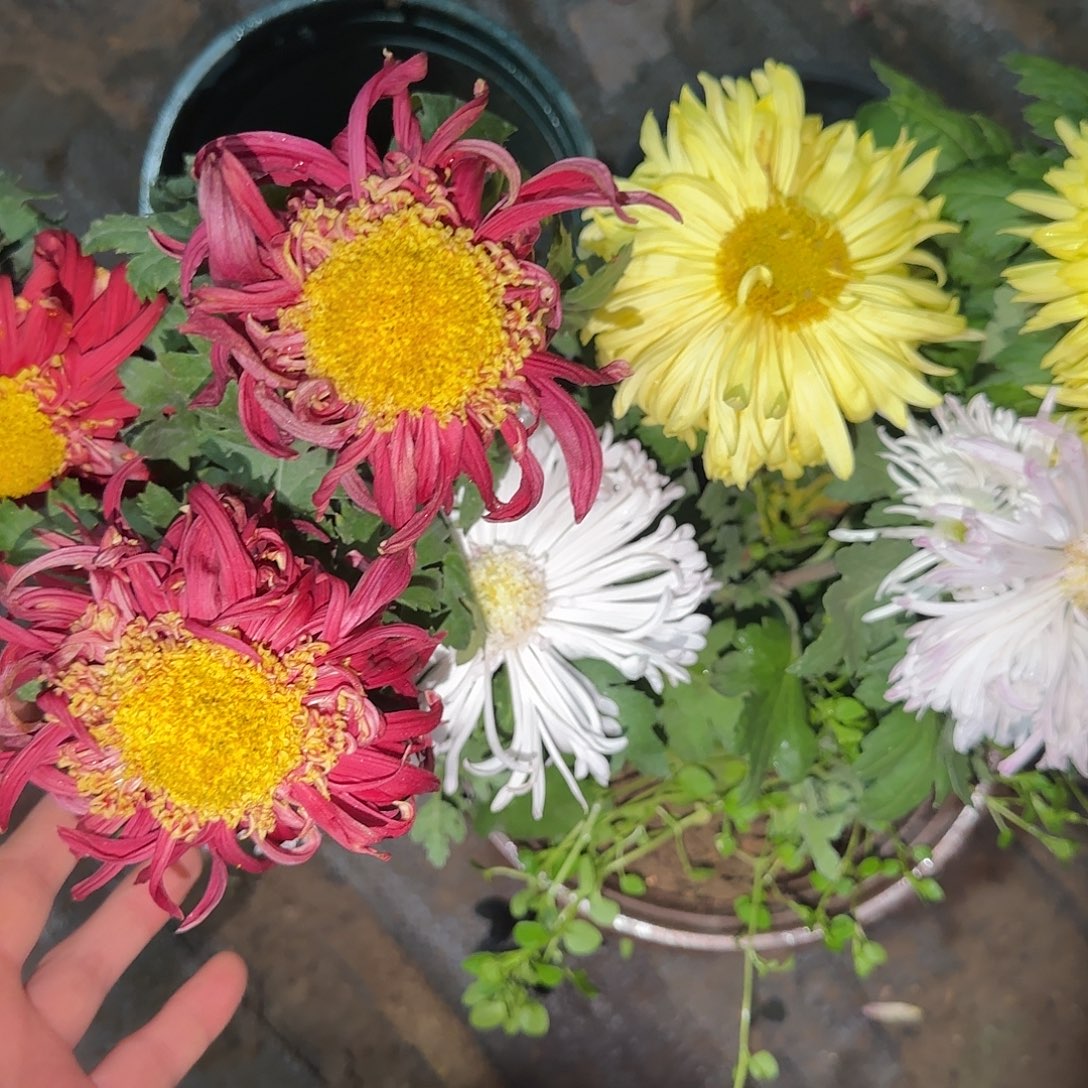 全部花朵Z222222222