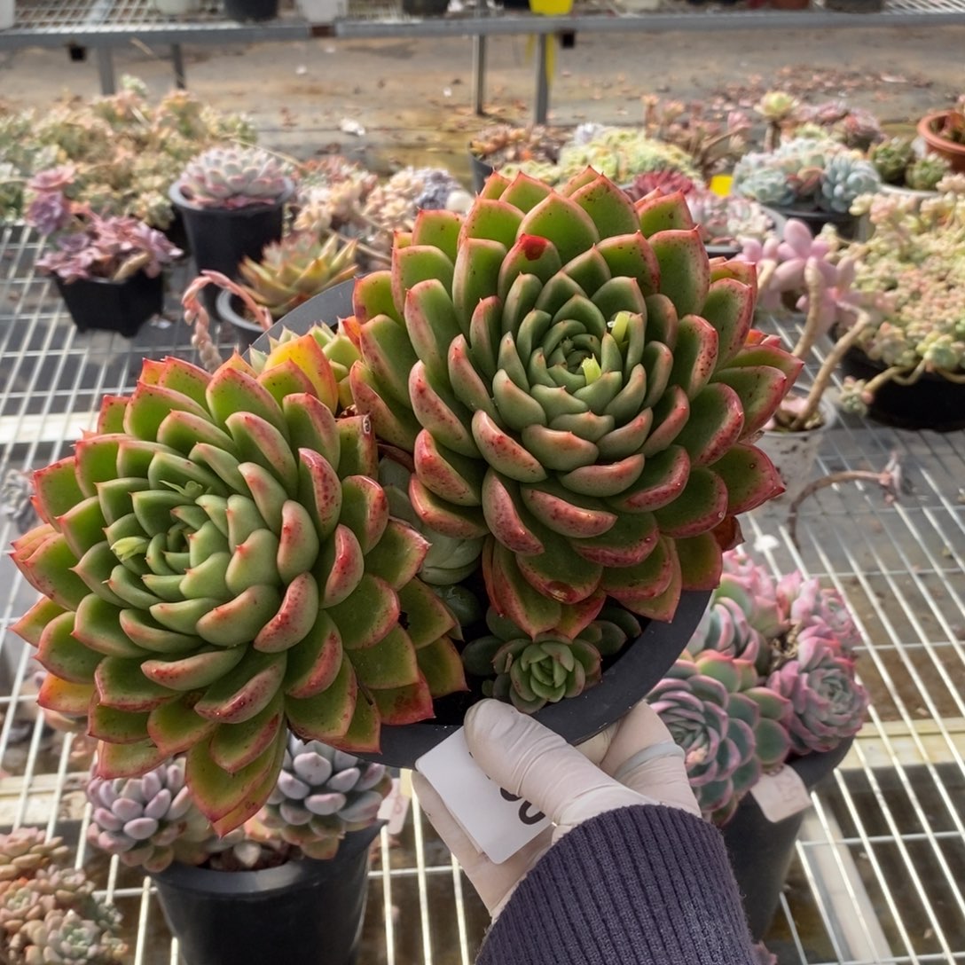 4150不知名一物一拍