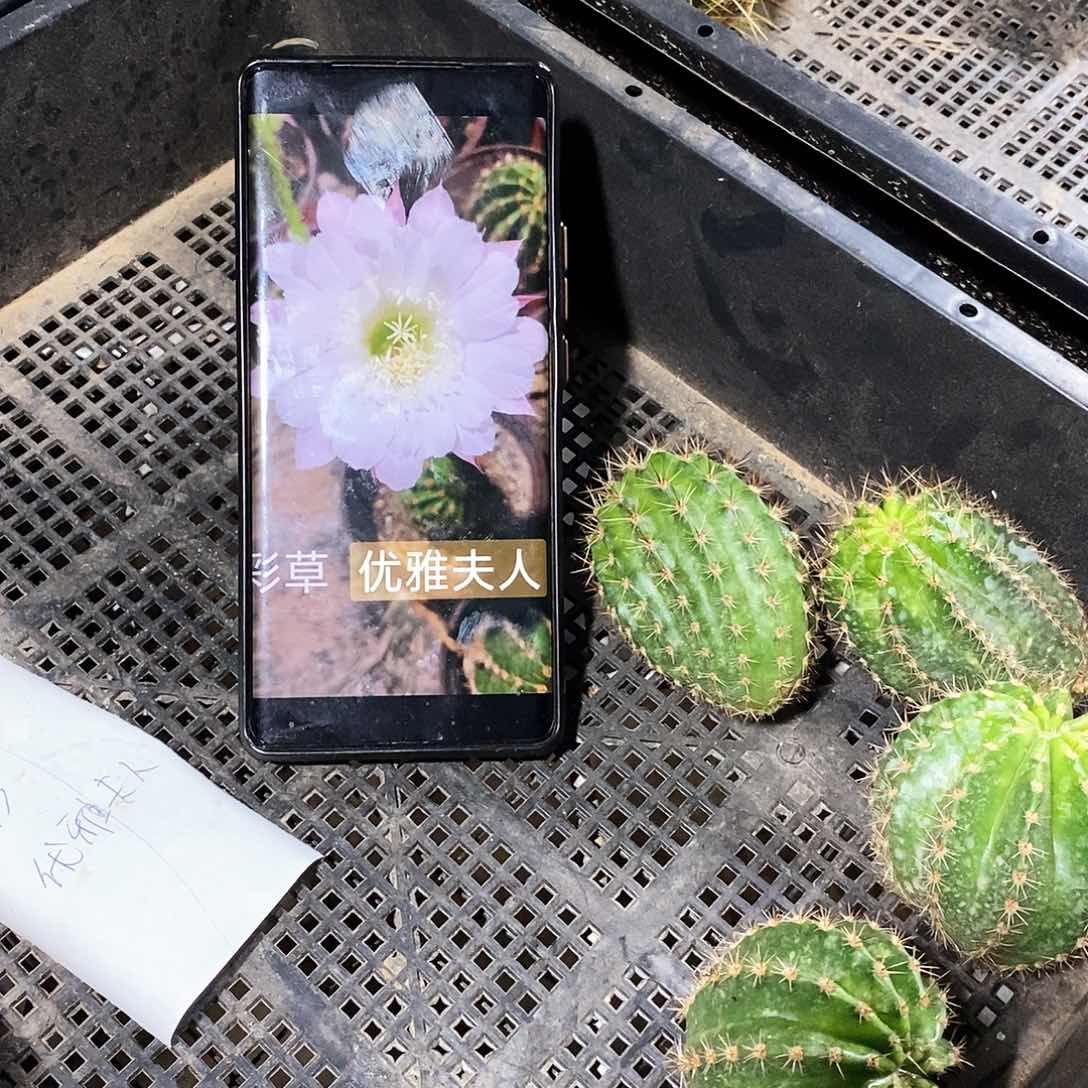 彩 优雅夫人/侧芽歪20包邮/