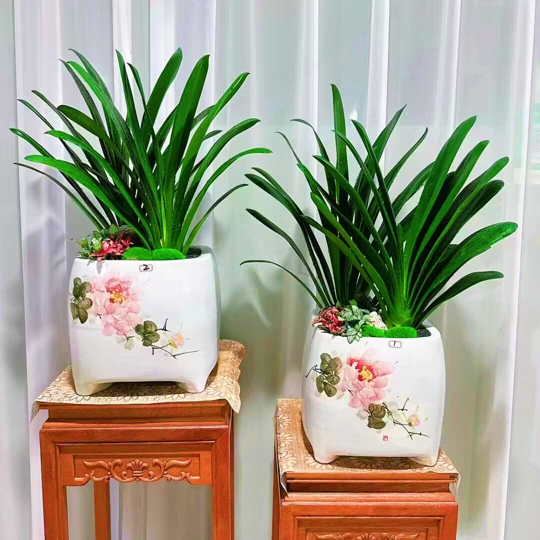 【玖佰园艺】君子兰室内客厅茶室办公室耐阴好养盆景直播一物一拍