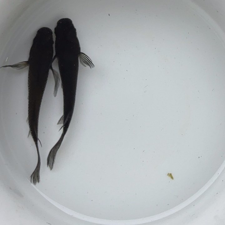 青鳉鱼长鳍大蛇买1送1，23号