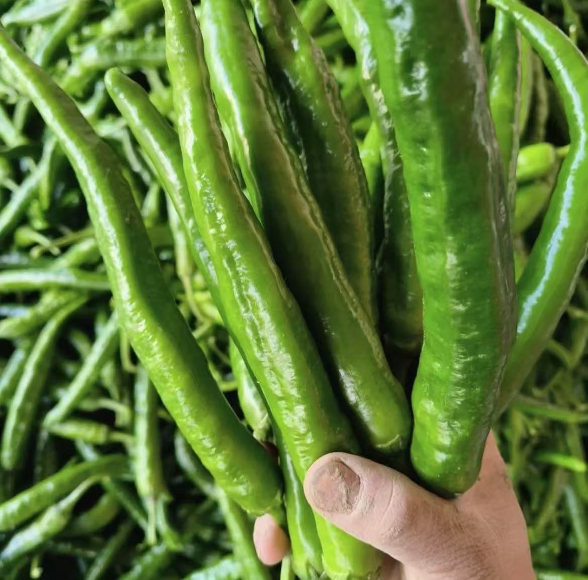 《老嫂子专属》会龙辣椒湘研55号薄皮青椒 中辣口味