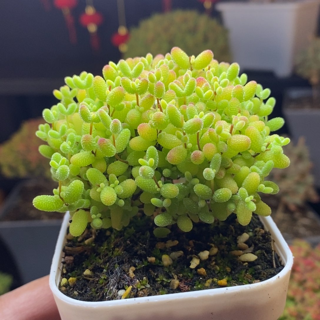 17号蜜橘糖球枝干多肉