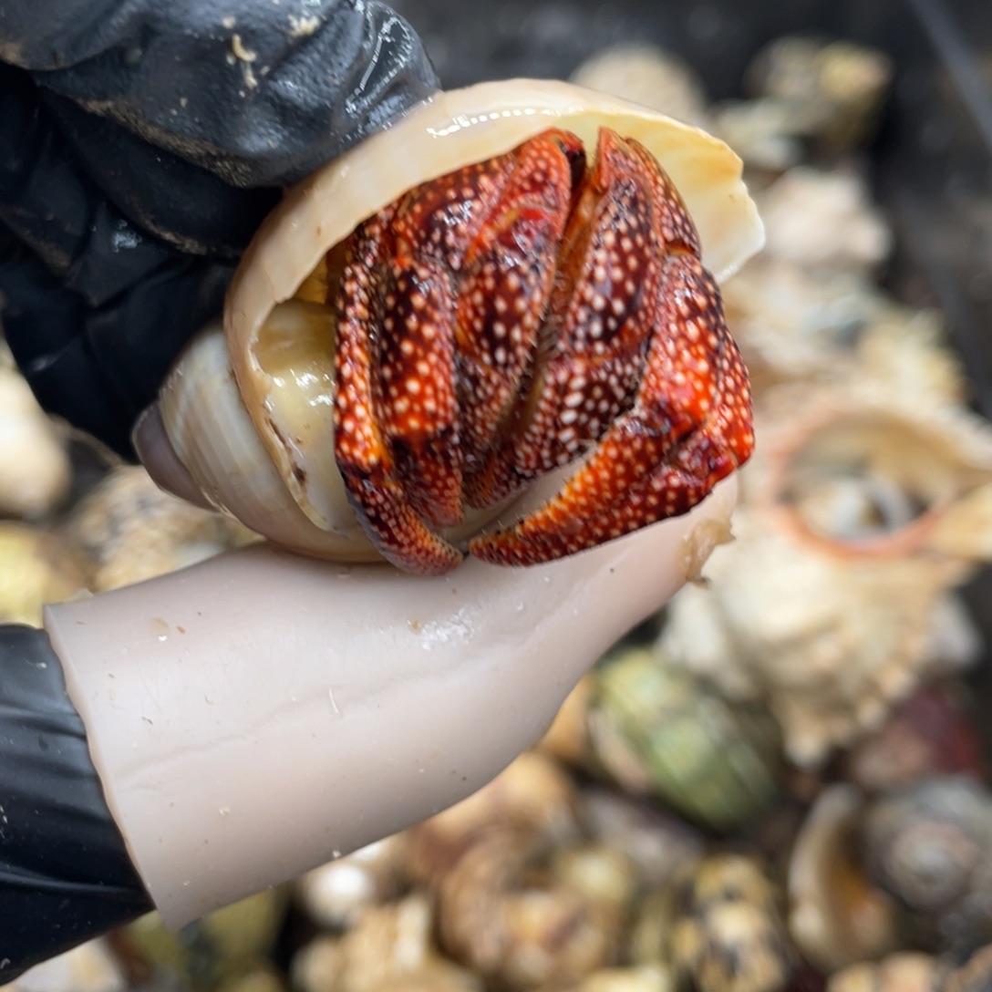 不退不换活体宠物68