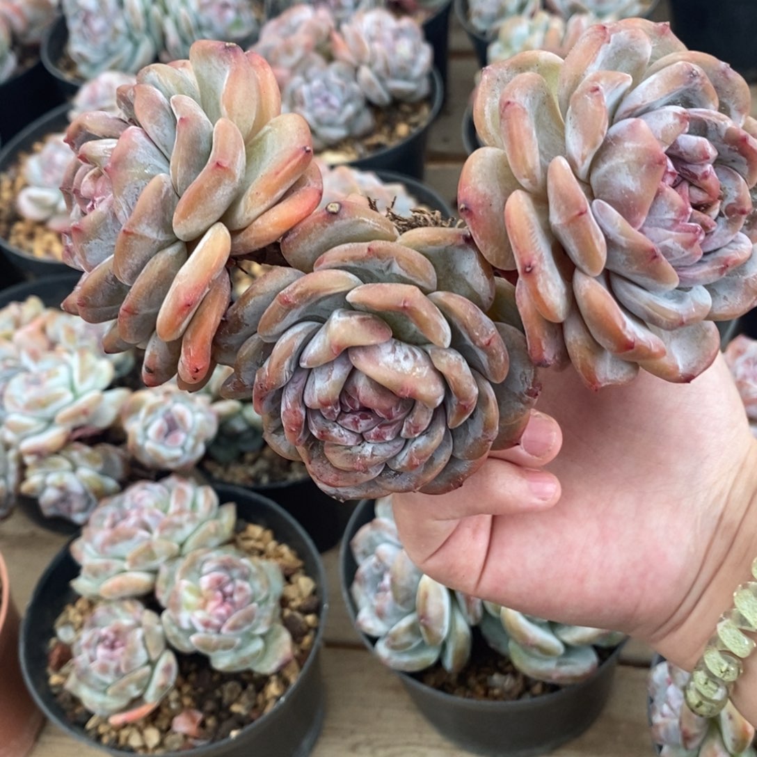 三头大包子 绿底紫心    模特