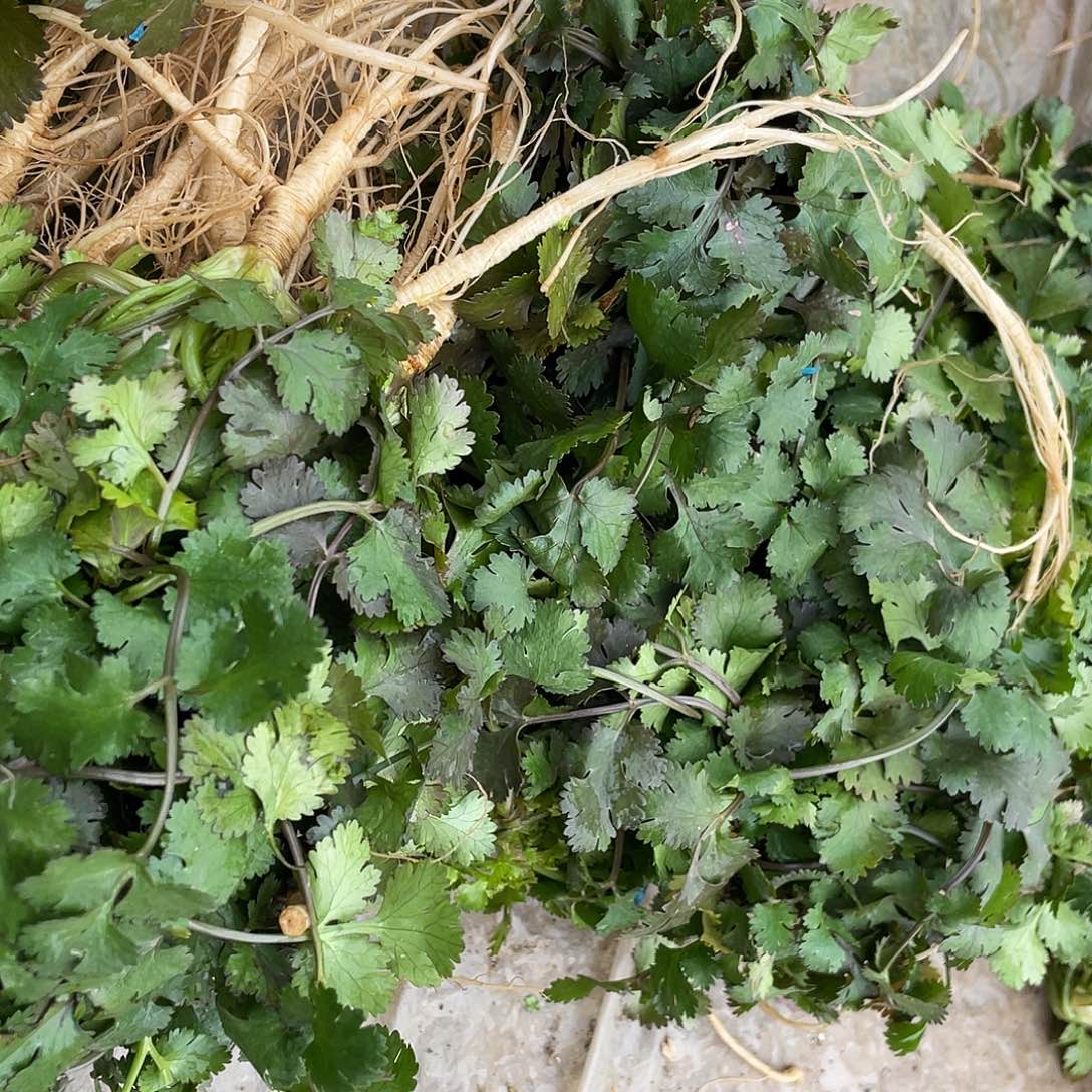 中国大陆野外自然生长的香菜一斤