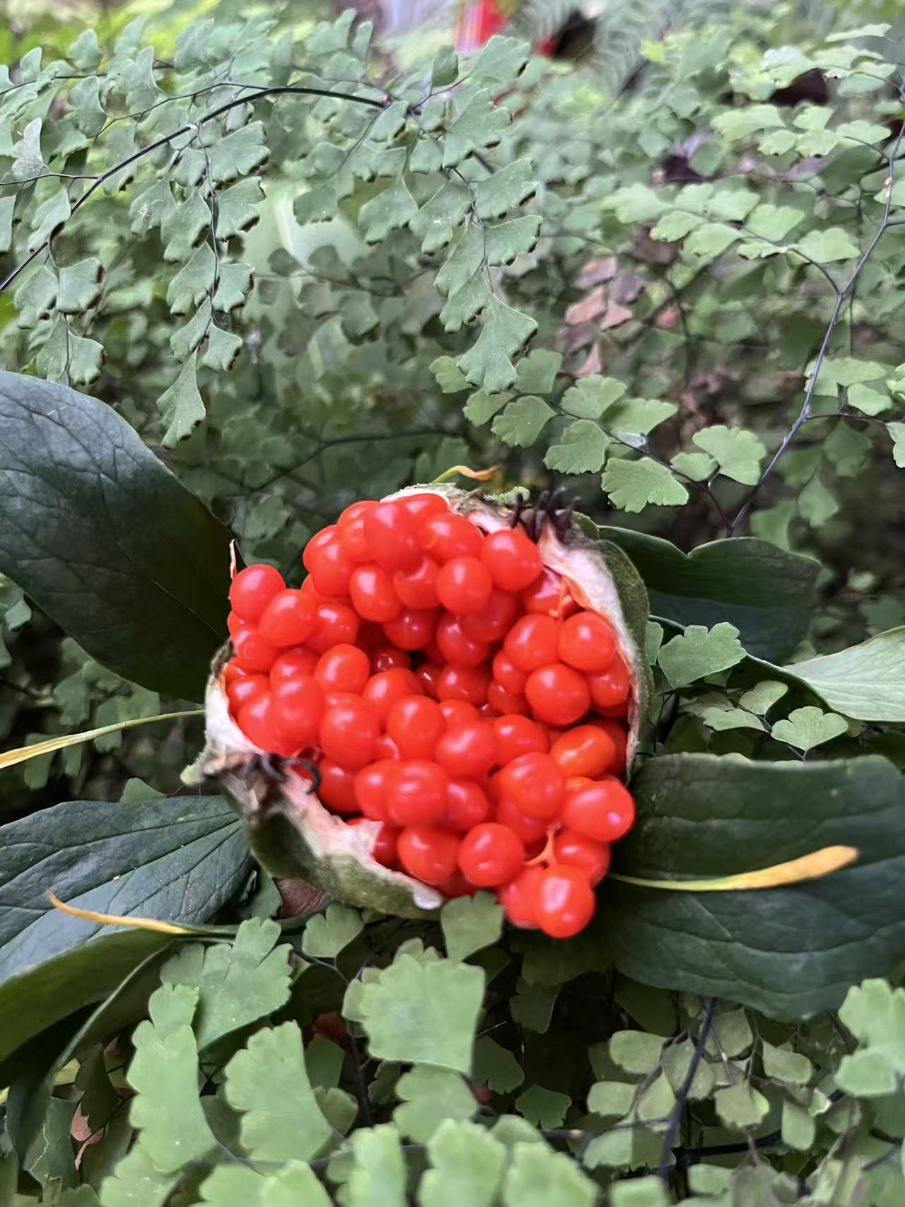 云南七叶一枝花盆栽