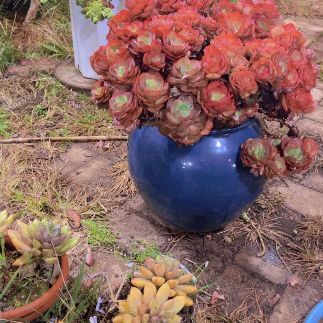 M***儿多肉植物保护研究所所长一起