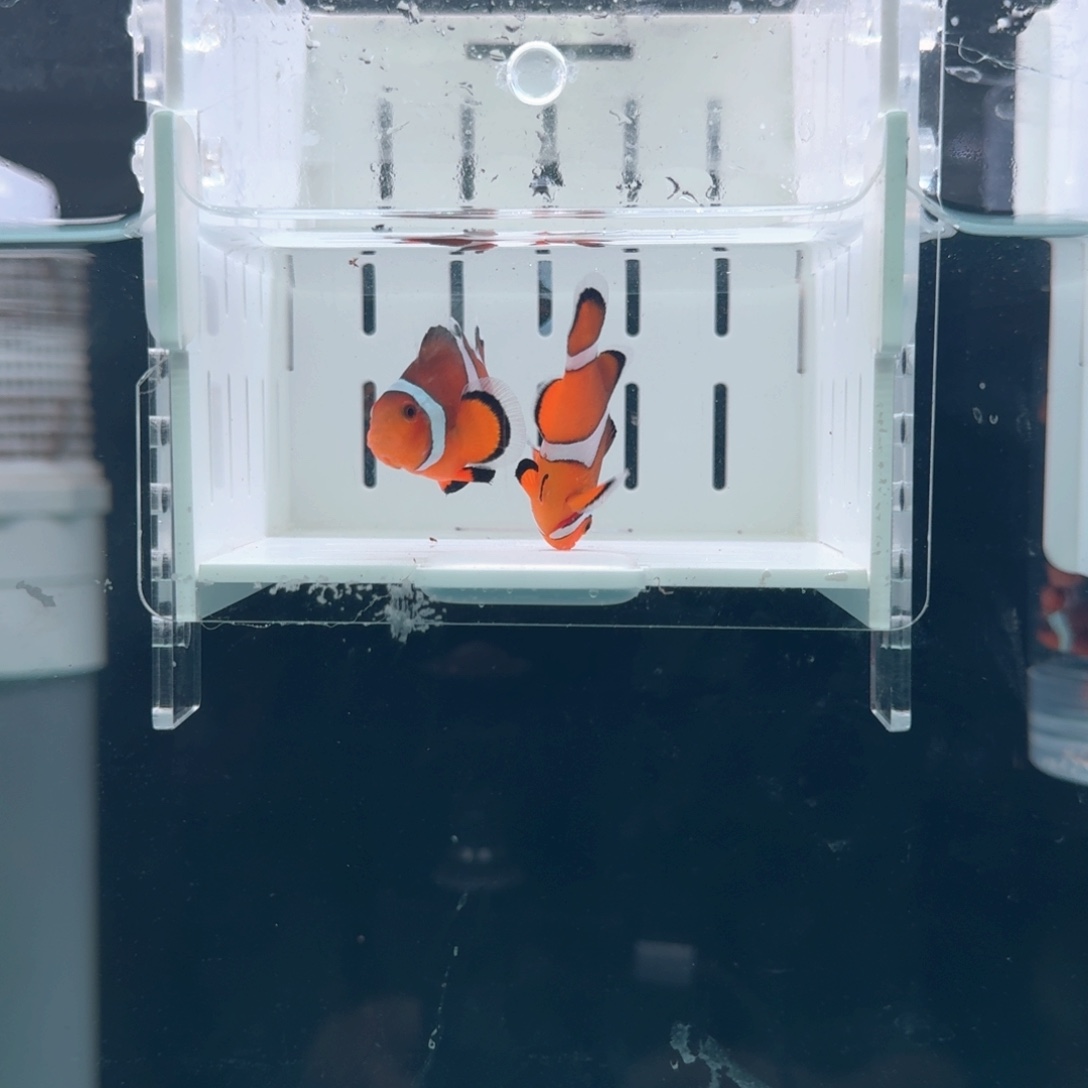 海水鱼5+配4.5黑边公子一对
