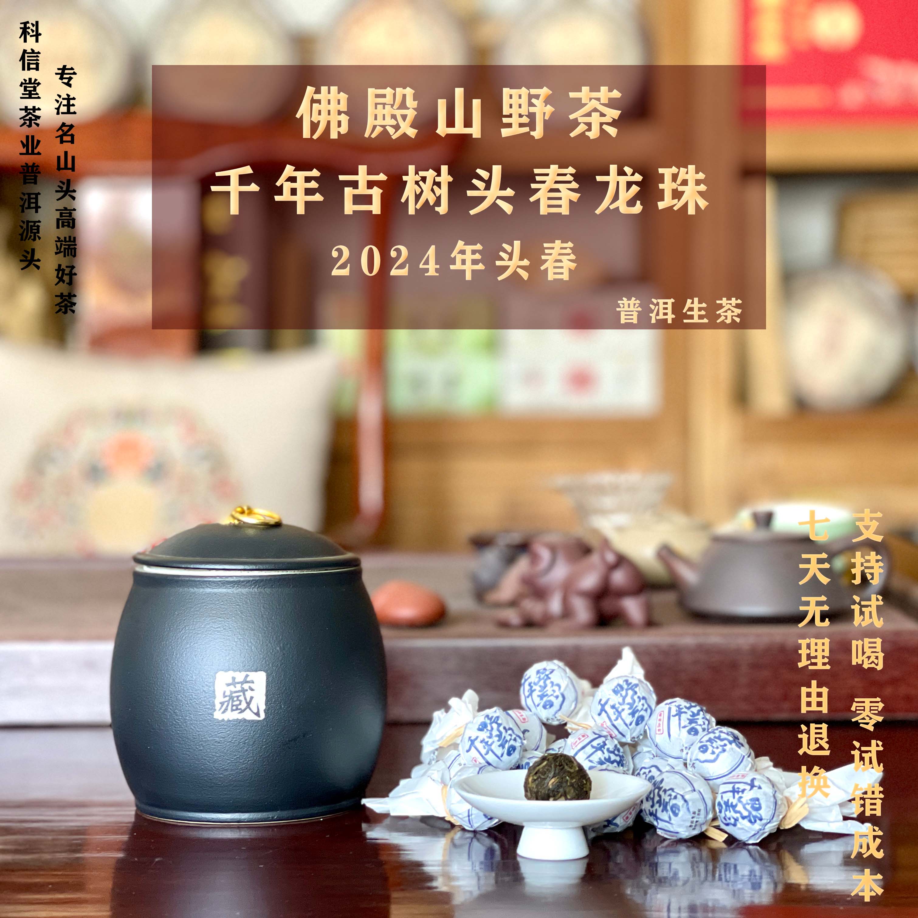 2024年 佛殿山千年古树龙珠  千年古树头春纯料 普洱生茶