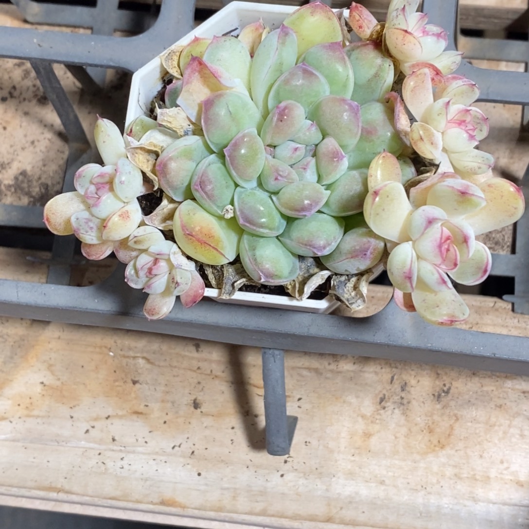 精品多肉一物一拍不包整346