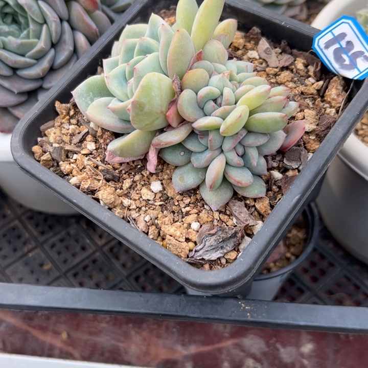 用***0一物一拍泡芙多肉125