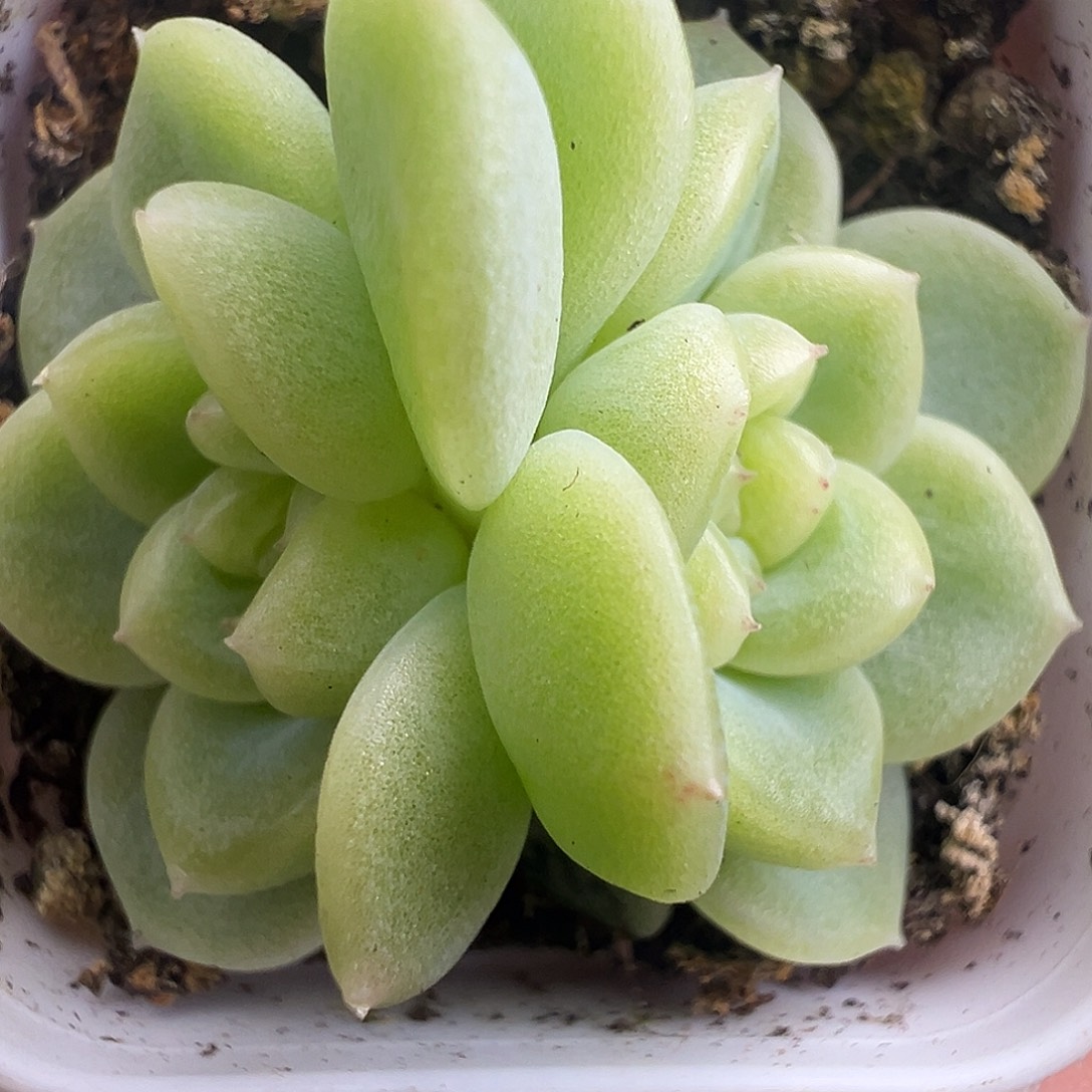 大***亮双头姐妹。       