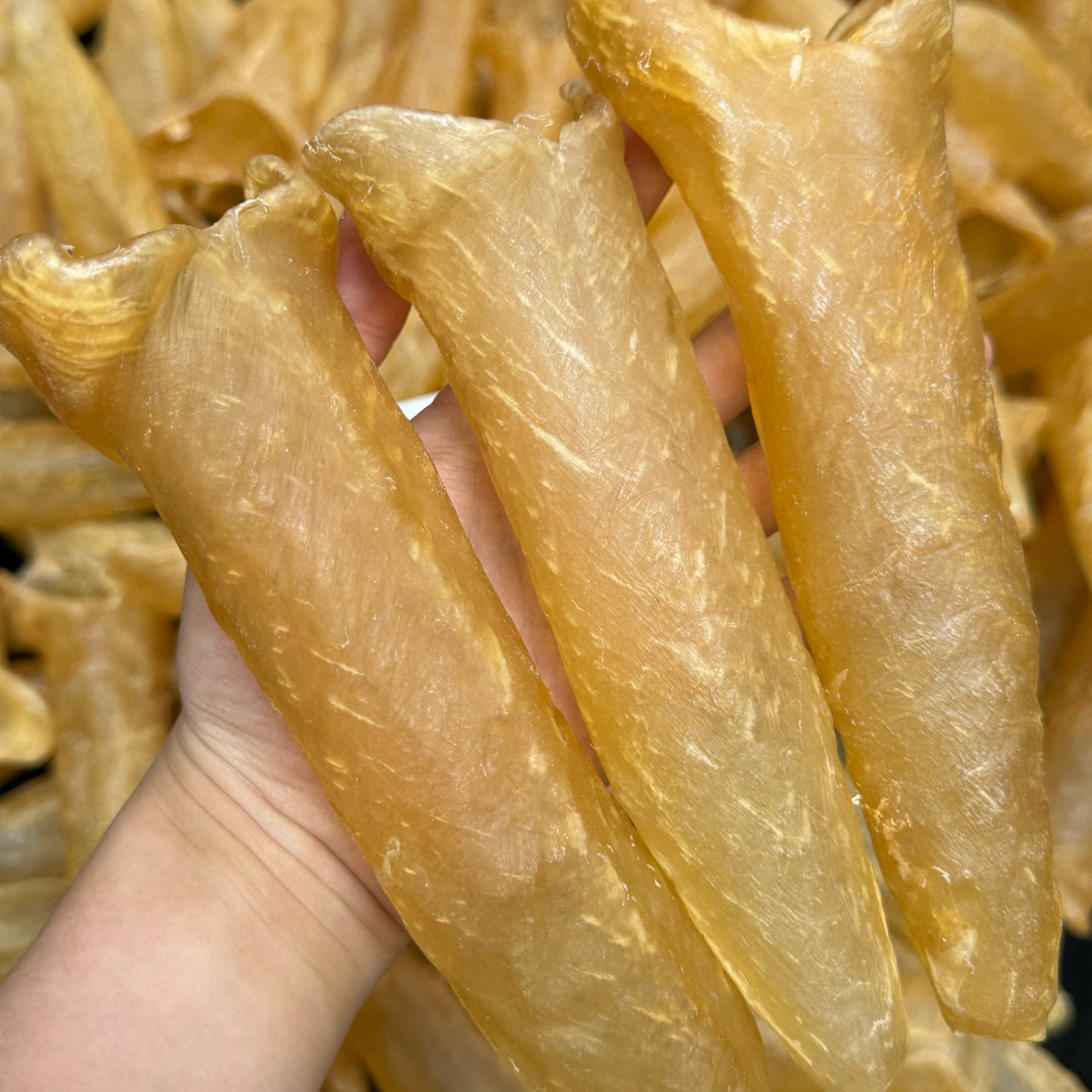 10-11头黄花胶纯淡干超厚肉滋补首选孕期产后口感Q弹