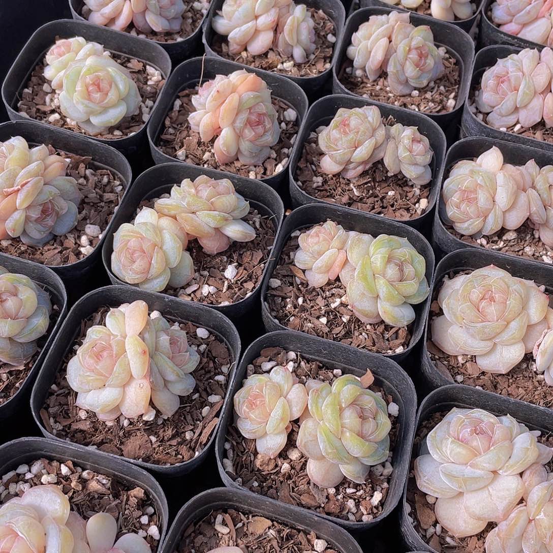 量拍65号 糖心白兰地双头一个