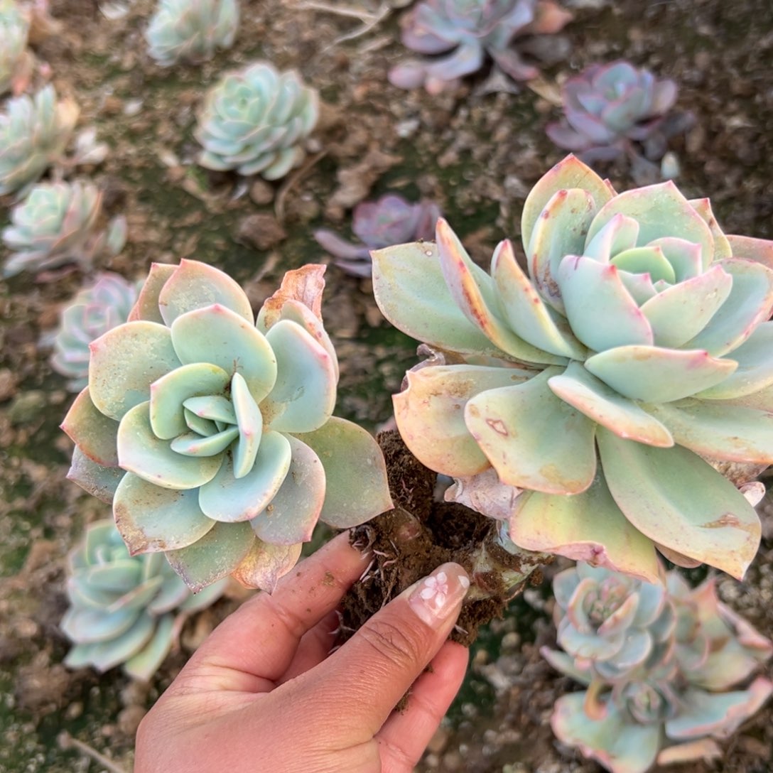 多肉植物多肉植物