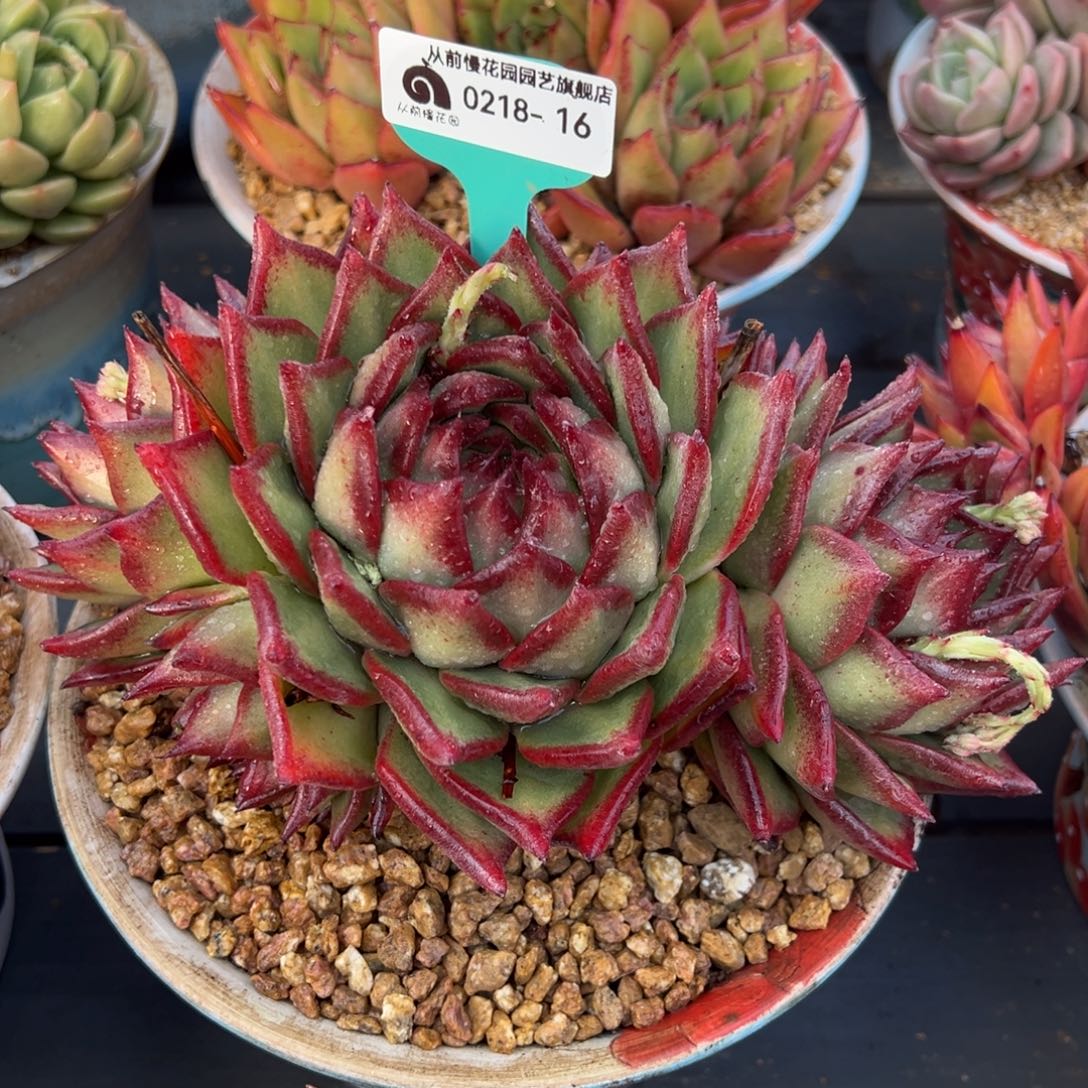 从前慢多肉精选编号0218.16