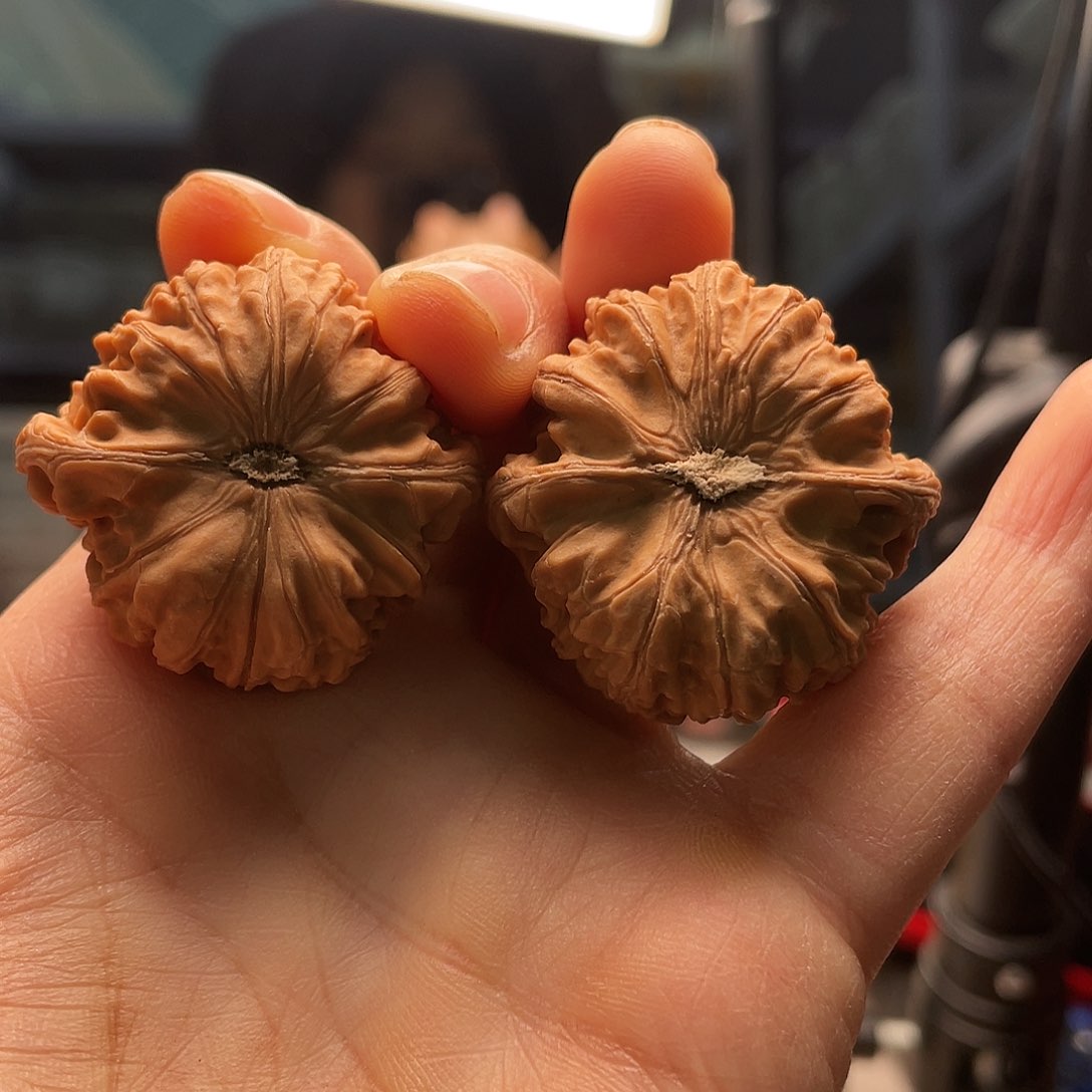 玉龙粗筋15.8咯哦吼