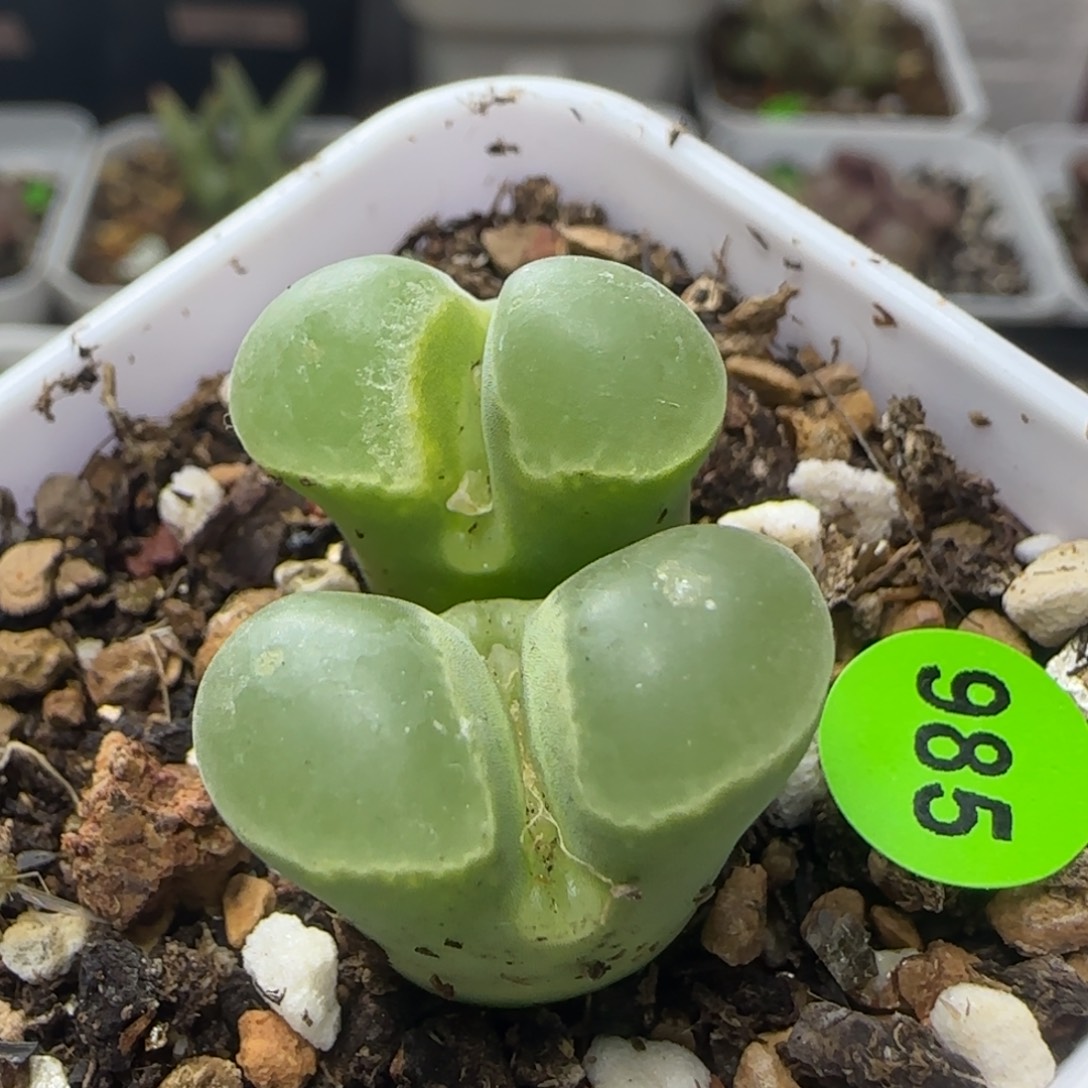 漂漂亮亮多肉植物985