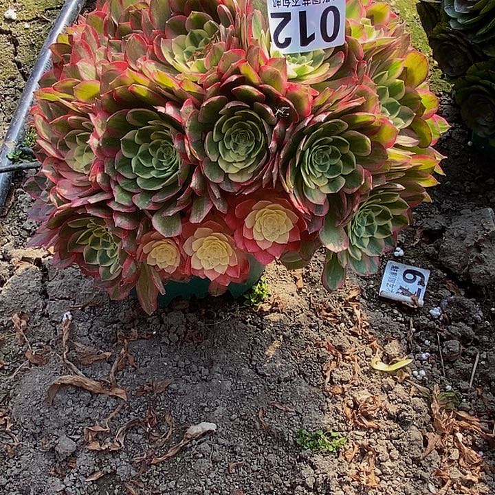 海王花花27-15花花