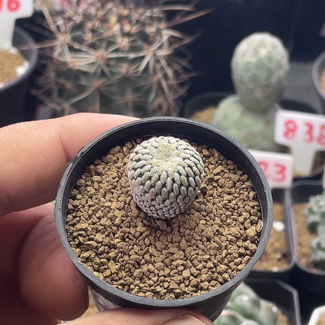 实生精巧殿仙人球包邮