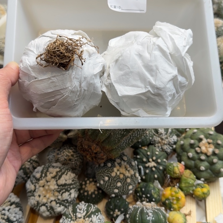 兜星球仙人球949号