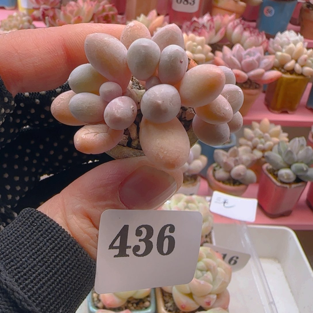 汤圆436 ，带盆土发货，满38包邮非偏远。