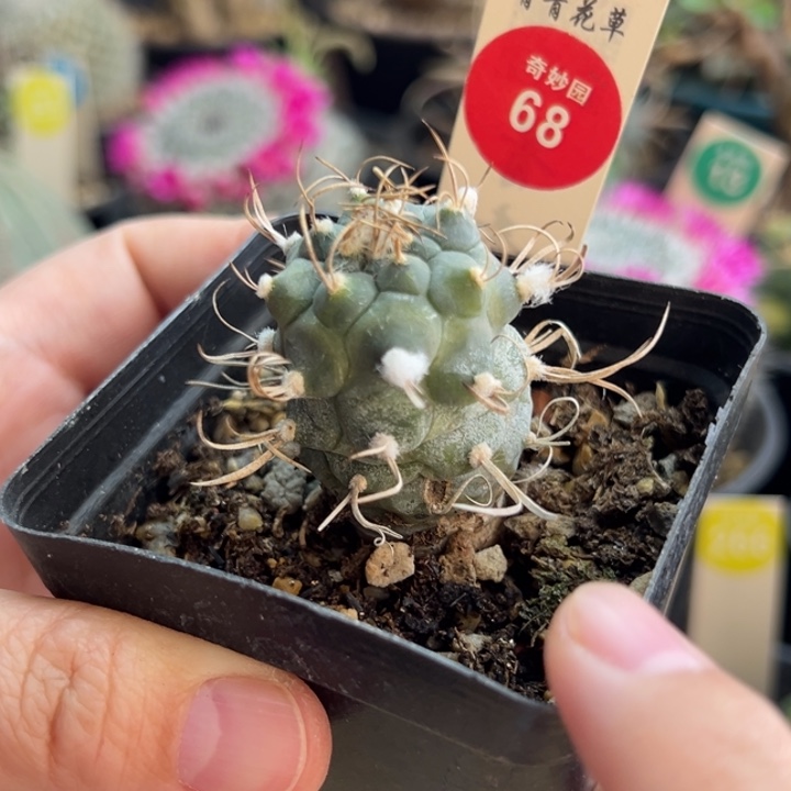 实生雪顶娇丽一棵根部有斑