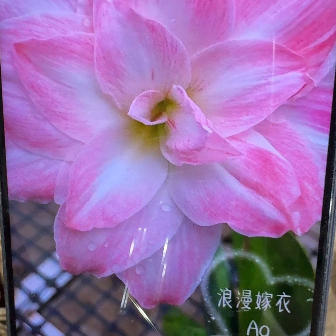 浪漫嫁衣双胞胎6+5