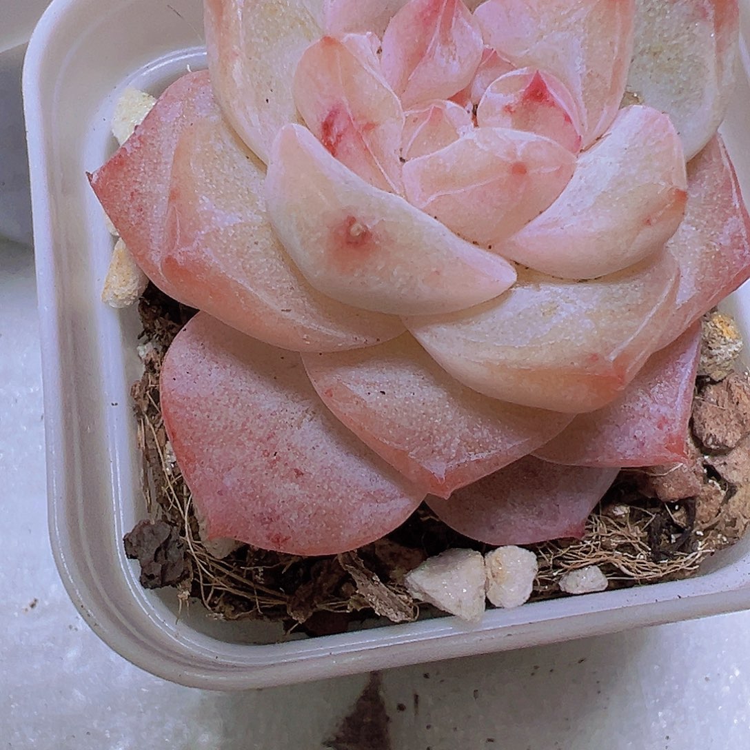 冰钻19包邮多肉植物