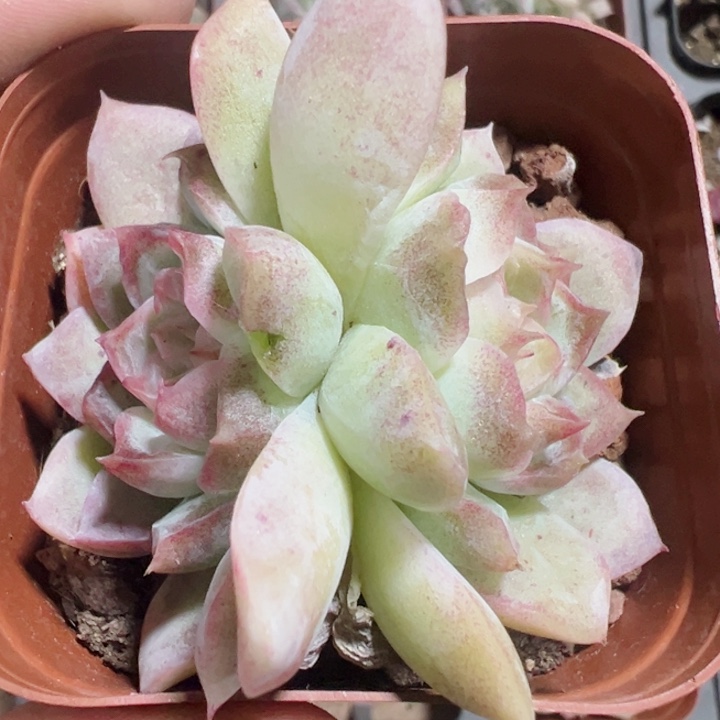 颜如玉精品多肉植物