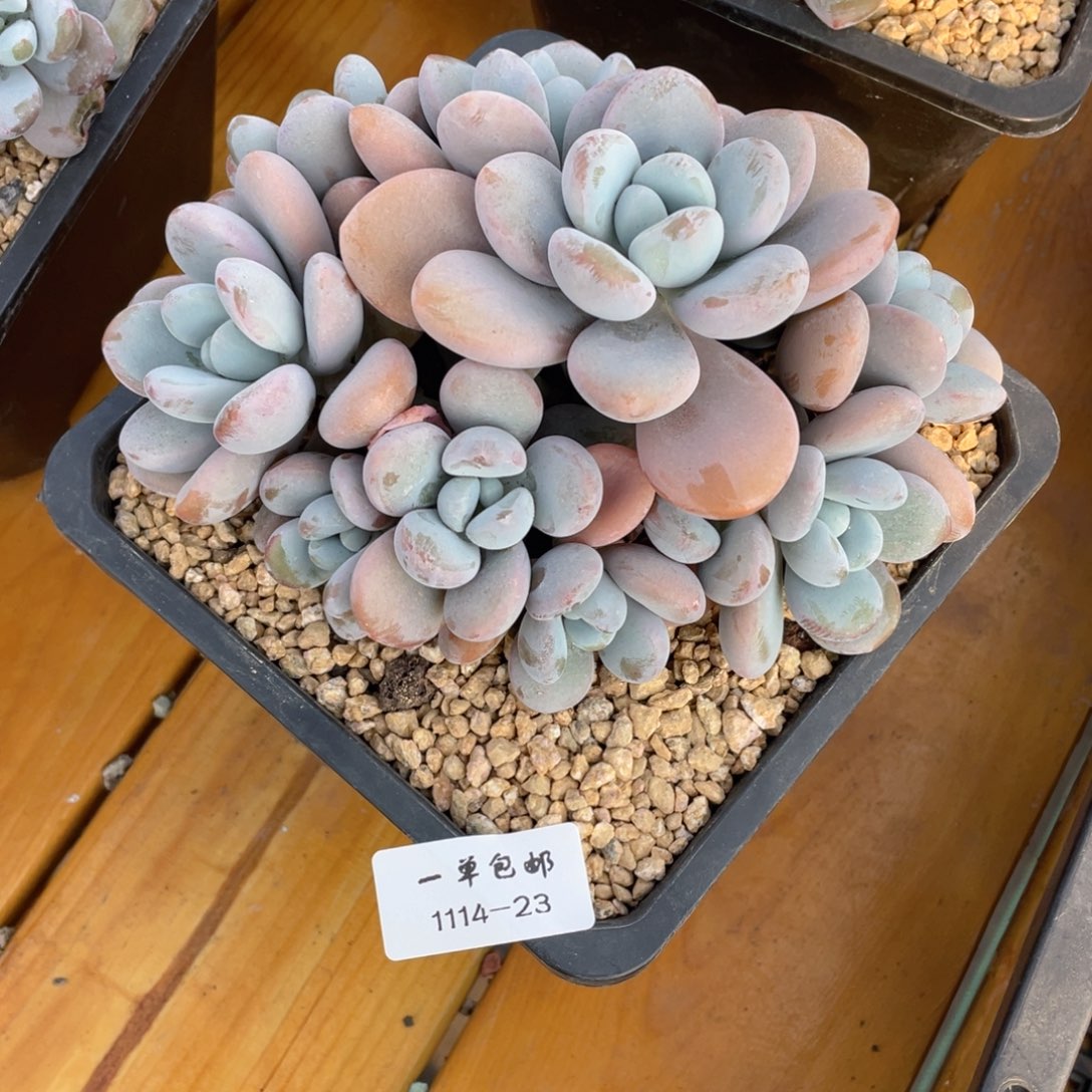 石*1114-23-文瑜美人，，，，，