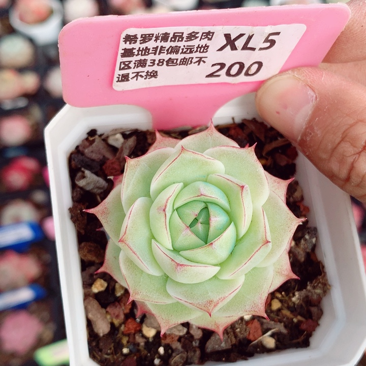 不知名5cm多肉植物