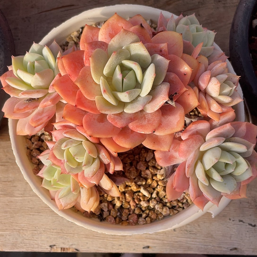 多肉植物一物一拍